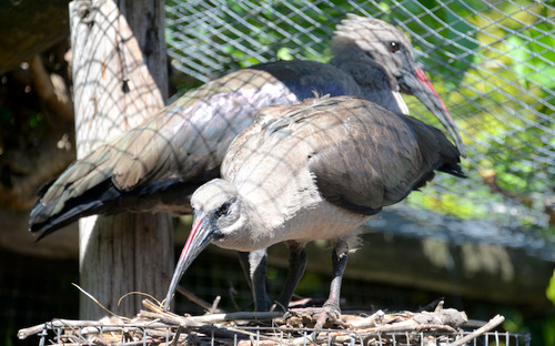 World of Birds Wildlife Sanctuary.